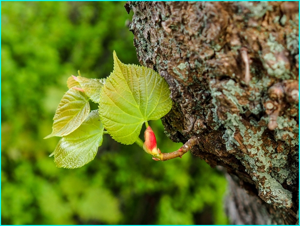 Fruehling3